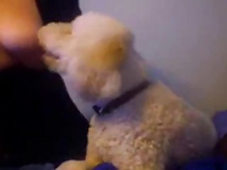 Two Dogs Lick On Webcam