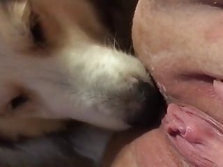 My Dog Licks My Pussy