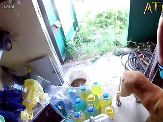 Dog Pirn