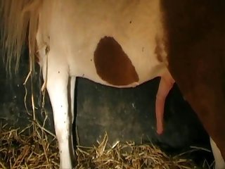 Animal Stallionsex Stallion Do Woman Movie 3