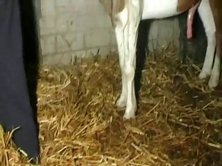 Animal Stallionsex Stallion Do Woman Movie 3