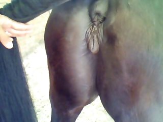 Mares Are My Favorite