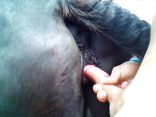Mares Are My Favorite