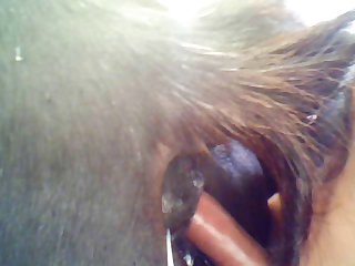 Equine From Behind 1