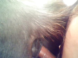 Equine From Behind 1