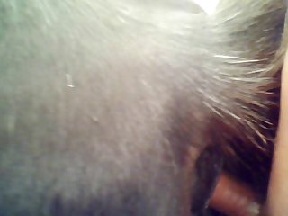 Equine From Behind 1
