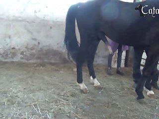 Efukt Hund