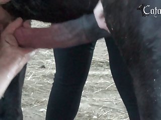 Efukt Hund