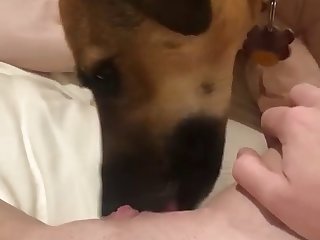 Sexy Girl Has Dog Lick Pussy