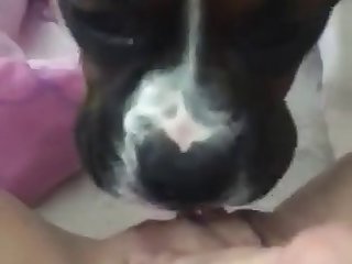 Pup Licks Horny Pussy
