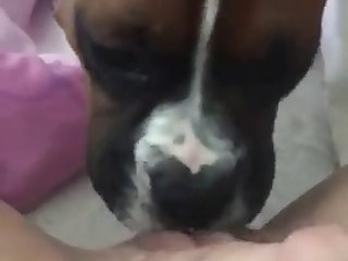 Pup Licks Horny Pussy