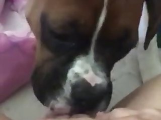 Pup Licks Horny Pussy