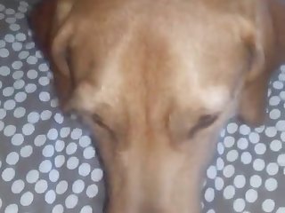 Dog Licks Her Cheesy Pussy