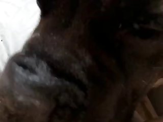 Girl Gets Licked By Three Dogs
