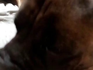 Girl Gets Licked By Three Dogs