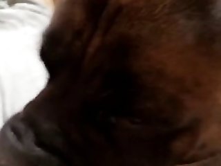 Girl Gets Licked By Three Dogs