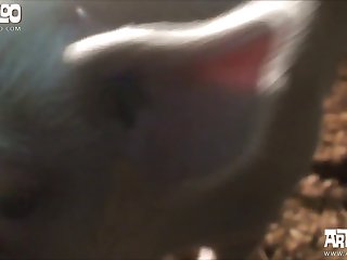 Porno De Zoofilia