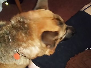 Simpsons Porn Video