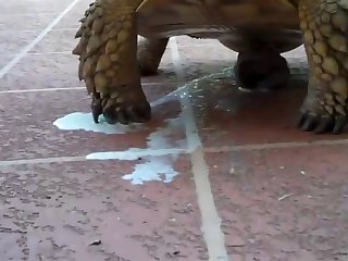 Define Beastiality