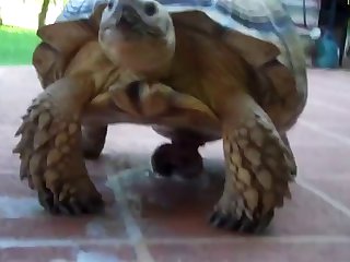 Define Beastiality