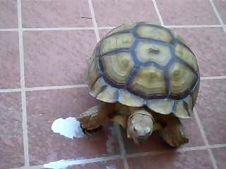 Define Beastiality