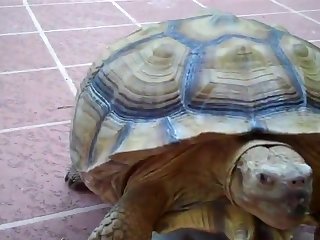 Define Beastiality