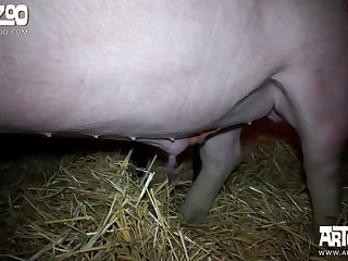 Pig Fucking Woman