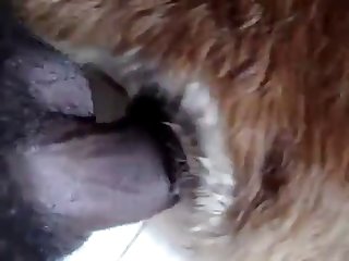 Snapchat Dog Sex
