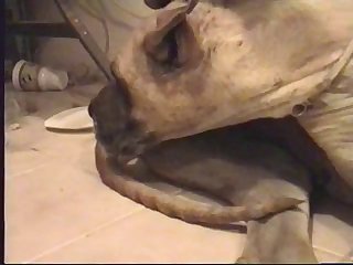 Dolphin Fucks Human