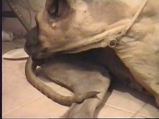 Dolphin Fucks Human