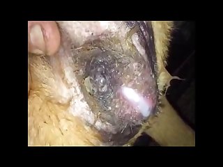 Dog Licking Womans Vagina