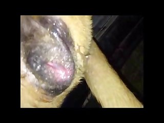 Dog Licking Womans Vagina