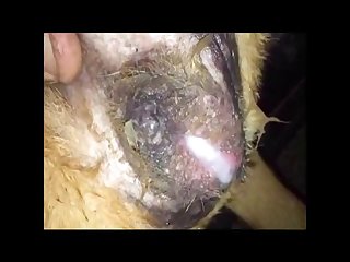 Dog Licking Womans Vagina