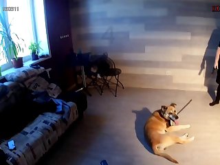 Gay Bestiality Porn Stories