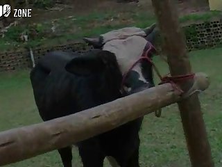Female Animal In Heat Porn