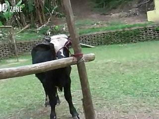 Female Animal In Heat Porn
