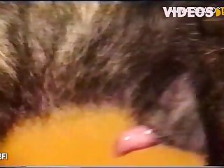 Zoofilia Videos 2025