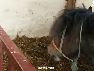 Horse Zoofilia Tube