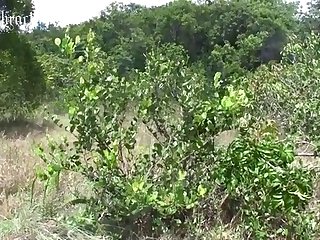 Zoofilia Hombre Con Animales