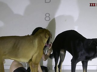 Zoofilia De Cerdo