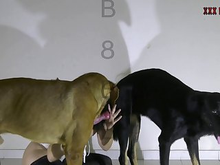 Zoofilia De Cerdo