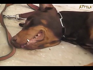 Xvideos Zoofilia