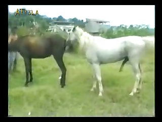 Zoofilia X.com
