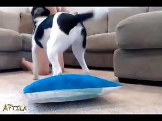 Zoofilia Gratis Hombre Con Perra