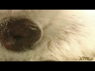 Porno Zoofilia Hombres