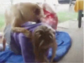 Small Dog Pussy