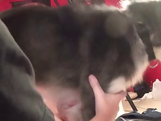 Guy And Dog Fuck Girl At Same Time