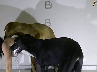 Dog Trained To Fuck Woman