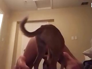 I Wanna Fuck A Dog Lyrics