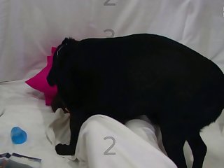 Girl Anal Dog Fuck